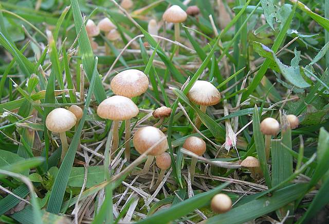 Le Galerine del bosco alluvionale